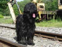 /album/fotogalerie-raziel-romani/raziel-wb-02-jpg/